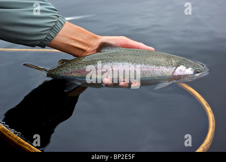 Libération de pêcheur sportif sauvages du Lac rose flanquée de Mamit truite arc-en-ciel Banque D'Images