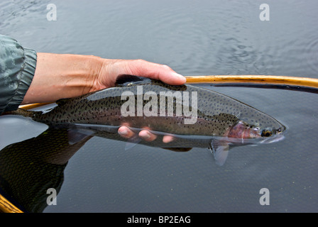 Main tenant grande pris sport rayé rose Mamit Lake BC la truite arc-en-ciel sauvage en filet de l'atterrissage avant la mise en liberté Banque D'Images