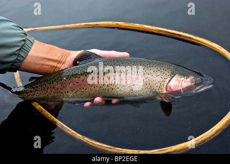 Main tenant grande pris sport rayée pourpre Mamit Lake BC la truite arc-en-ciel sauvage en filet de l'atterrissage avant la mise en liberté Banque D'Images