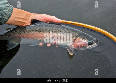 Main tenant grande pris sport rayée pourpre Mamit Lake BC la truite arc-en-ciel sauvage en filet de l'atterrissage avant la mise en liberté Banque D'Images