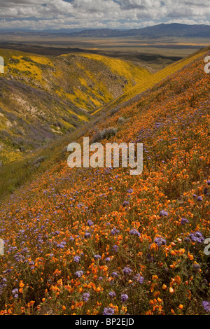 Masses spectaculaire de fleurs sauvages, en particulier San Joaquin blazing star Mentzelia pectinata, gamme Temblor Carrizo Plain Banque D'Images