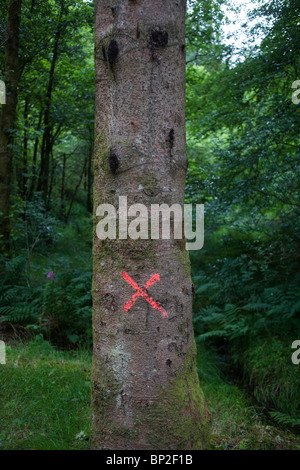 Croix rouge peint sur le tronc d'un arbre en Inchree, en Écosse. Banque D'Images