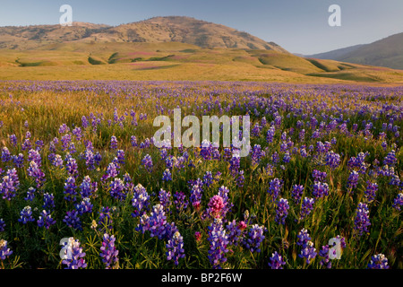 Grande masse de lupins bleus à Grapevine, au pied de la montagnes Tehatchapi, la Californie du sud. Banque D'Images