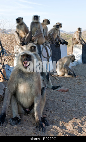 Langur monkey en colère. Route du Rajasthan. L'Inde Banque D'Images