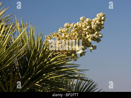 Joshua tree, Yucca brevifolia en fleur ; désert de Mojave. Banque D'Images