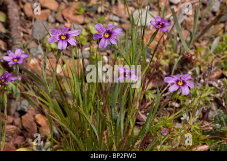 Western Blue-eyed grass ou californien Blue-eyed grass, Sisyrinchium bellum Banque D'Images