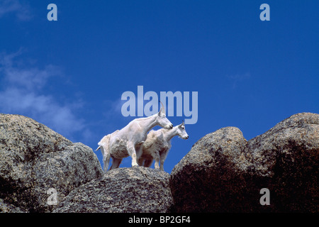 La Chèvre de montagne Billy et Nanny (Oreamnos americanus), la cathédrale, le parc provincial de la Colombie-Britannique, British Columbia, Canada, Comité sur la falaise Banque D'Images