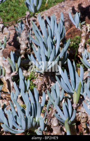 Gros plan de Senecio mandraliscae (plante bleue de cornichons) dans un jardin Banque D'Images