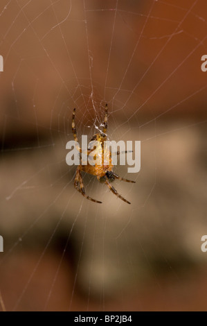 Jardin Araignée Araneus diadematus sous seule femelle adulte UK Banque D'Images