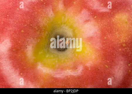 Pomme rouge avec fond blanc, gros plan Banque D'Images