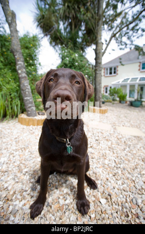 Labrador retriever chiot unique in UK Banque D'Images