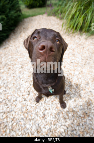 Labrador retriever chiot unique in UK Banque D'Images