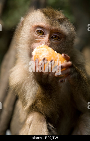 Un macaque à longue queue de manger une mandarine, Vang Vieng, Laos Banque D'Images