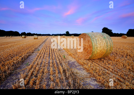 Champ de foin Dorset Banque D'Images