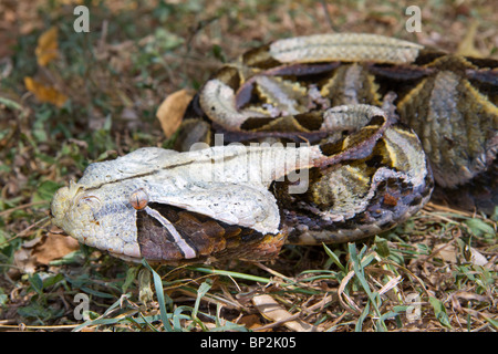 Portrait de la vipère de Gaboon (Bitis gabonica), ouest du Kenya. Banque D'Images