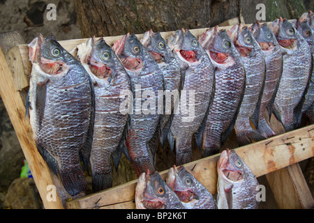 Le tilapia dans un restaurant de poissons au lac Victoria, Kisumu, Kenya. Banque D'Images