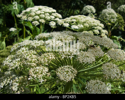 La berce du Caucase Heracleum mantegazzianum cow parsley Apiaceae Banque D'Images