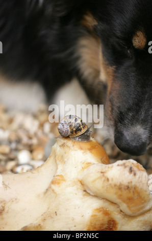 Jardin commun Escargot Helix aspersa adulte seul sur l'os de chien UK Banque D'Images