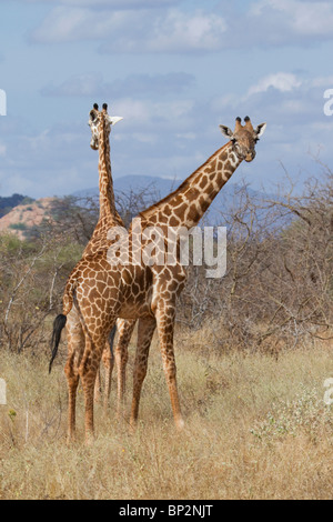 Girafe Masaï (Giraffa camelopardalis tippelskirchi) dans le parc national de Tsavo, Kenya. Banque D'Images