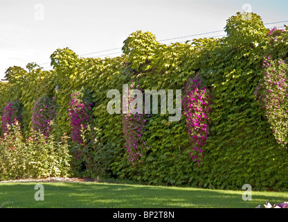 Cette jolie image d'été est la floraison des paniers de fleurs suspendus pétunia entre un mur couvert de lierre avec d'autres fleurs de jardin à proximité. Banque D'Images