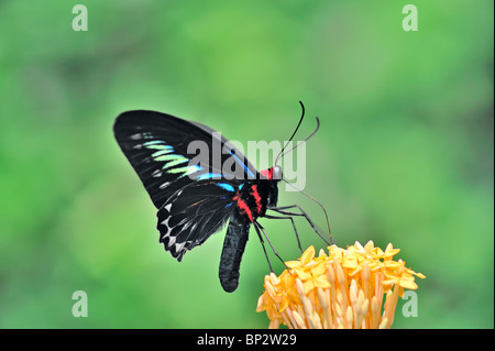 Brooke Rajah papillon de la CITES se nourrissent d'une fleur jaune Ixora en battant - Trogonoptera brookiana motion Banque D'Images