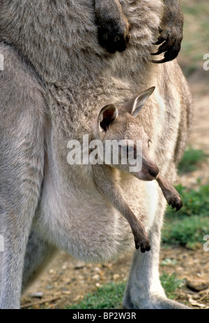 Joey, mother's pouch Banque D'Images