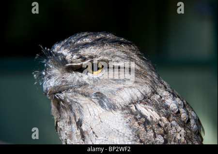 Un Tawny Une grille supérieure au Featherdale Wildlife Park, près de Sydney, Australie Banque D'Images