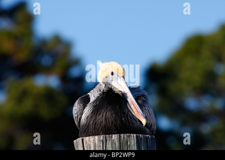 Pélican brun (Pelecanus occidentalis) Banque D'Images