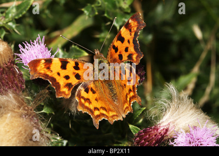 Comma Butterfly Polygonia c-album Famille macro Nymphalidae Banque D'Images