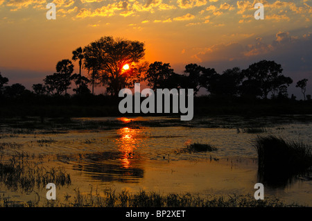 Coucher de soleil sur les marais du delta de l'Okavango, au Botswana Banque D'Images