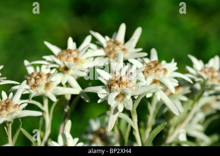Edelweiss (Leontopodium alpinum Cass.) Banque D'Images