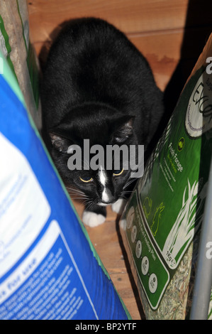 Chat noir et blanc qui se cache parmi le foin et la litière pour chat dans notre abri de jardin. Banque D'Images
