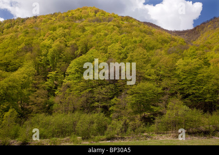 Bois de hêtre Oriental mixte dans la vallée Gudani, Grand Caucase, la Géorgie. Banque D'Images