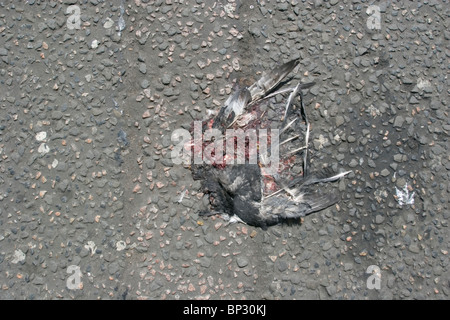 Carcasse Pigeon écrassé sur road, Londres, UK Banque D'Images