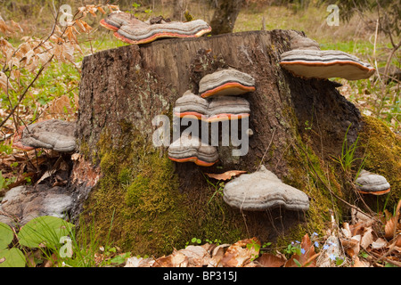 Un sabot champignon, Fomitopsis pinicola sur stump, Géorgie. Banque D'Images