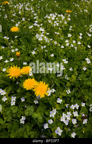 Véronique, Veronica filiformis svelte avec pissenlits communs, dans l'herbe ou de gazon. Banque D'Images