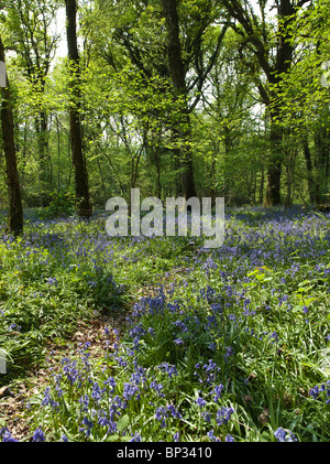 BLUE BELLS DANS LES BOIS DE LA VALLÉE DE WYE Banque D'Images