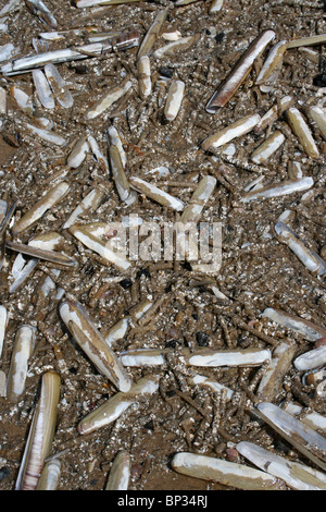 Razorshells et sable Mason des tubes de vers rejetés sur la plage Formby Sefton, littoral, UK Banque D'Images
