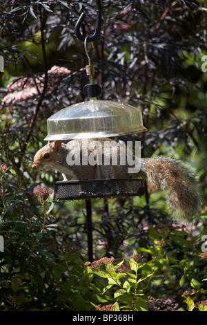 L'écureuil gris, sciurus carolinensis, sur le charpenteur d'oiseaux pris dans l'acte de voler la nourriture des oiseaux dans le jardin à Bournemouth, Dorset UK en juin Banque D'Images