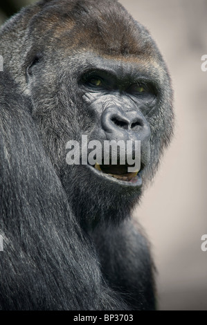 Un gorille de plaine de l'ouest (Gorilla gorilla) en captivité dans le zoo de Twycross, Leicestershire, Angleterre Banque D'Images