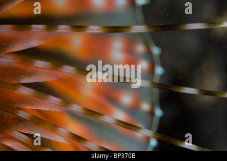 Close up of zebra poissons lion, Dendrochirus zebra, Kungkungan Bay Resort, le Détroit de Lembeh, Sulawesi, Indonésie. Banque D'Images