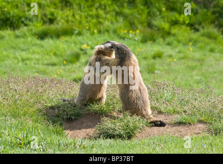 Deux marmottes lutte et baiser dans un pré vert en italien dolomites Banque D'Images