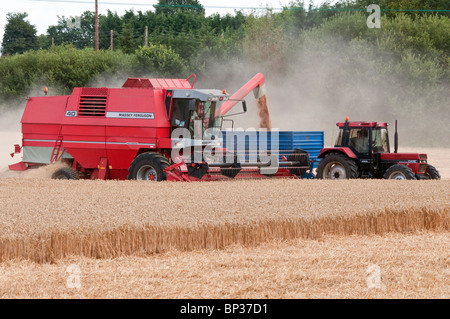 Moissonneuse-batteuse Massey Ferguson rouge téléchargement de grain dans une remorque Banque D'Images