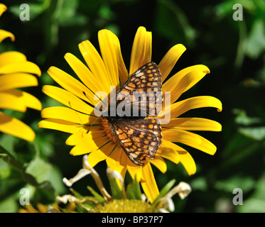 Parc National Gran Paradiso Vallée d'Aoste, papillon sur fleur Banque D'Images