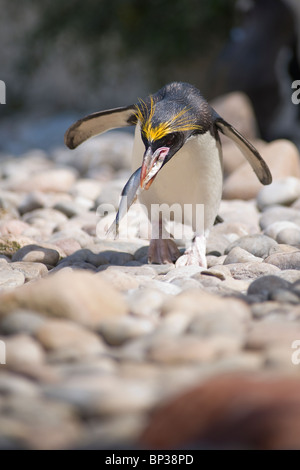 Rockhopper Penguin manger un poissons en captivité dans un zoo en Angleterre. Banque D'Images