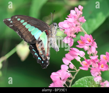 Papillon bleue commune vers un vol de fleurs de bougainvilliers roses - Graphium Sarpedon Banque D'Images