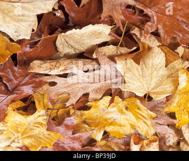 Les feuilles d'automne sur le terrain Banque D'Images