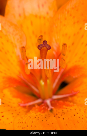 Close up d'une orange lily asiatique montrant les stigmates et stames avec du pollen des anthères couvert. Banque D'Images