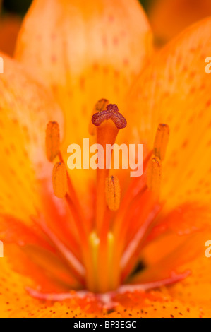 Close up d'une orange lily asiatique montrant les stigmates et stames avec du pollen des anthères couvert. Banque D'Images