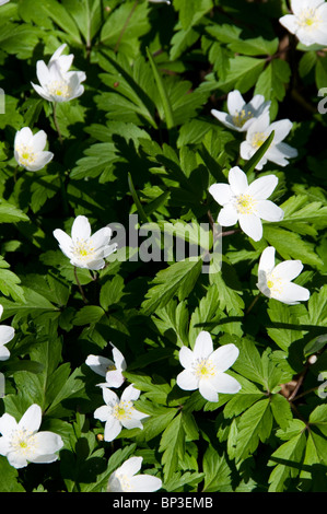 Anémone des bois (Anemone nemorosa) Banque D'Images